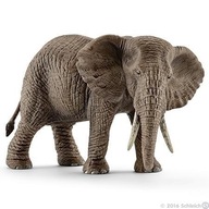 Słoń afrykański samica